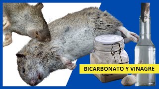 Cómo ELIMINAR RATAS con ⭐ BICARBONATO y VINAGRE ⭐ [upl. by Eissat]