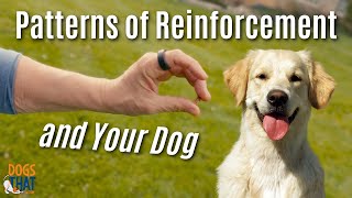 Reinforcement Builds Behavior For You Or Against You In Dog Training [upl. by Airotal384]