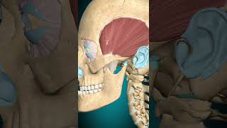 Temporalis muscle action Mandible retraction muscle [upl. by Suiravaj]