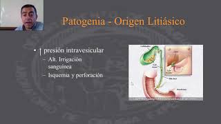 Patología de la Colecistitis Aguda [upl. by Nnail]