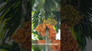 Arecanut Farming in Marayoor Kerala chunkapuranursery [upl. by Patt]