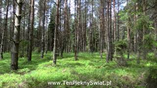 śpiew wilgi oriole birdsong [upl. by Aikehs]