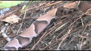 Southern Copperhead [upl. by Naginnarb922]