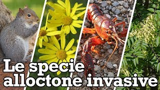 Le specie alloctone invasive [upl. by Gnoy102]