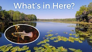 What Does A Fish Habitat Actually Look Like — Florida Lakes [upl. by Lomaj]