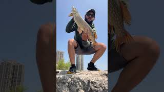 Biggest shore pike of the summer fishing pikefishing [upl. by Lagasse453]