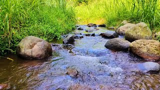 Melody of the Nature Relaxing Stream Sounds Birds Chirping ASMR [upl. by Torrie]