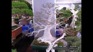 Bonsai market at the Green Club Part 2 Kokufu Bonsai Ten [upl. by Aynatan]