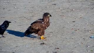 Whitetailed Eagle and other Birds Siemień Poland 20241020 [upl. by Akihsal]