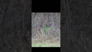 Deer Hunting 223 AR15 Rifle Head Shot [upl. by Amalee956]