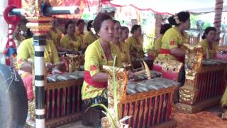 Traditional Gamelan music in a hindu wedding ceremony in Negara  West Bali Villas  Umasari Resort [upl. by Durrett521]