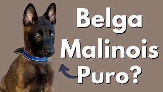 Como Identificar un Pastor Belga Malinois Original Cachorro 100 Puro [upl. by Caralie]