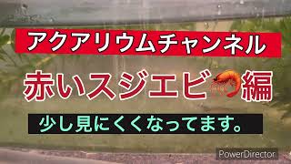 2024年10月29日 今日は雨の為、見にくくなってます😥aquarium スジエビ 癒し 熱帯魚 [upl. by Joell]