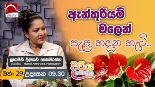 Diriya Arunodaya 2024 10 29  Heshan Anthurium  Jaya Tv Sri lanka HeshanAnthurium [upl. by Asirahc]