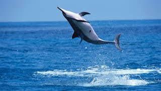 Why Do Spinner Dolphins Spin [upl. by Mignonne]