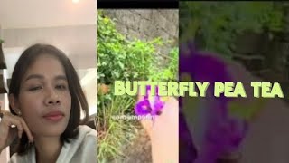 Plants Pal TV is live BENEFITS OF BUTTERFLY PEA TEA ORIGINAL SOUNDS [upl. by Tonry]