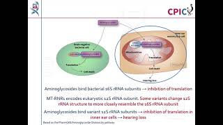 CPIC guideline for aminoglycoside antibiotics and MTRNR1 [upl. by Ansel]