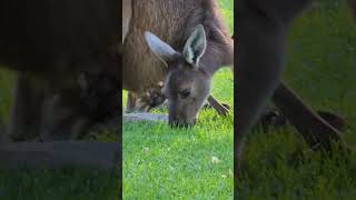 Yanchep National ParkWestern AustraliaKangaroo quotMom amp Joeyquot kangaroos kangaroo wildlife nature [upl. by Anaitat]