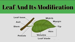 Leaf And Its Modification Leaf MorphologyPlant Systematic [upl. by Auod]