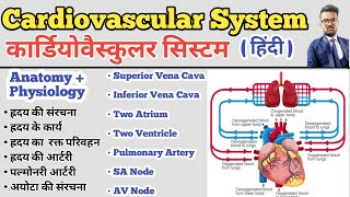 Cardiovascular System in hindi  Structure of Heart  Blood Circulation  SA Node AV Node  Artery [upl. by Retsel779]