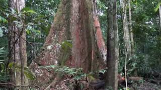 Canto do Cricrió Árvores centenárias floresta amazônica Manaus Castanheira Angelim pedra [upl. by Aicilef]