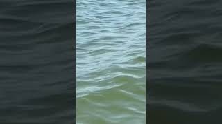 Alligator spotted in Lake Erie waters [upl. by Grimaldi109]