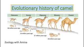 Evolutionary history of camel  ZoologywithAmina [upl. by Adianes]