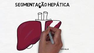 Segmentação hepática [upl. by Jeavons925]