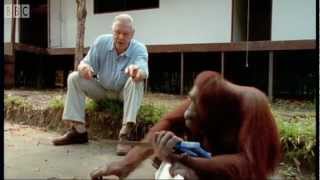 Attenborough Amazing DIY Orangutans  BBC Earth [upl. by Korie400]