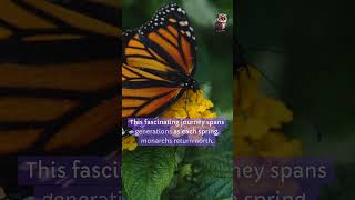 Monarch butterfly didyouknow facts [upl. by Mandel]