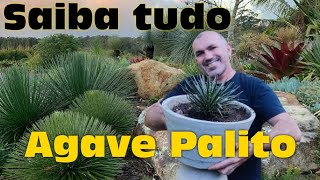 AGAVE PALITO  Saiba tudo sobre o cultivo dessa planta [upl. by Tergram]