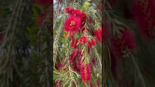 bottlebrush plant   flowers [upl. by Sinnal636]