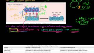 82P TCellMediated Cytotoxicity TCellMediated Type IV Hypersensitivity [upl. by Rosenthal]