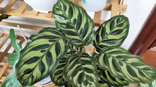 CALATHEA MAKOYANACOMO CUIDAR [upl. by Rhoades]