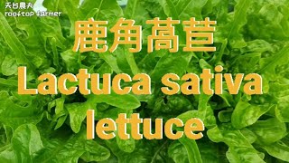 鹿角萵苣Lactuca sativa lettuce [upl. by Reisfield]