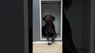 Female guard 💂 dog corsolove canecorso guardog mastiff life [upl. by Rebm]