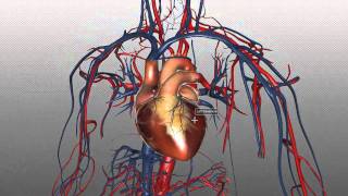 The Heart and Major Vessels  PART 1  Anatomy Tutorial [upl. by Ahcila]