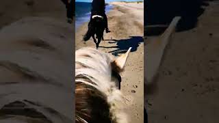 Ausreiten am Strand oder im Wald shorts horse [upl. by Anig]