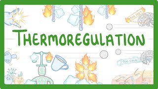 GCSE Biology  How We Control Our Body Temperature 55 [upl. by Rednirah921]