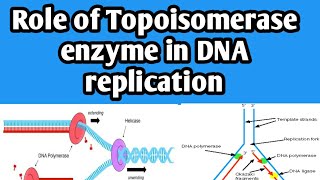 Role of topoisomerase enzyme in DNA replication  functions of topoisomerase enzyme  biology class [upl. by Ahsauqram]