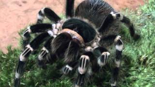 Acanthoscurria geniculata [upl. by Eidolem979]