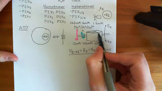 The P2X Receptors Part 2 [upl. by Kori]