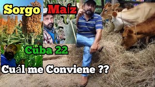 Silo de Maíz de Sorgo Cuba 22 o Clon 51 Cuál me conviene [upl. by Merl]