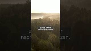 Wie Waldbeobachtung mit KI für besseren Klimaschutz sorgt [upl. by Windsor]