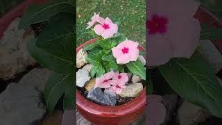 Vincas en floracion [upl. by Valenka]