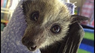 Cute orphan bats play in the sun on the balcony 3 [upl. by Ynittirb]