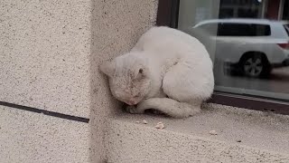 Stray cat lay in the window corner weak pitiful and helpless [upl. by Horsey]