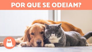 Por que CACHORROS não gostam de GATOS 🐶❗🐱 [upl. by Ereveniug]