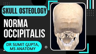 NORMA OCCIPITALIS  SKULL [upl. by Harwill]