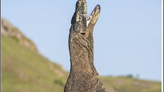 The most powerful poisonous animal ever found in the world Komodo dragon [upl. by Lemuelah]